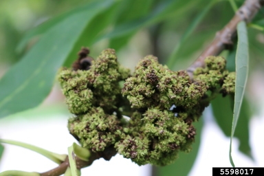 Green and brown swellings on ash flowers
