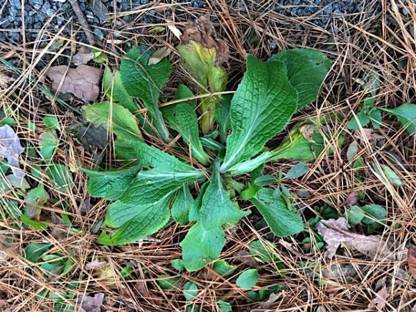 basal rosette