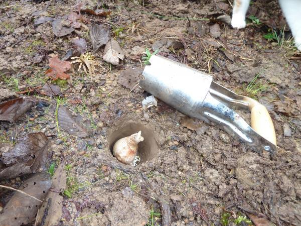 individual bulb planting