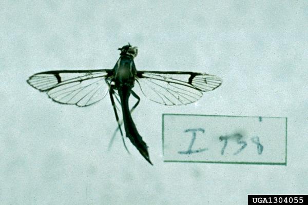 Thumbnail image for Lesser Peachtree Borer