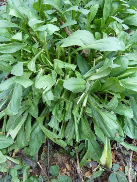 leaves cut by a rabbit
