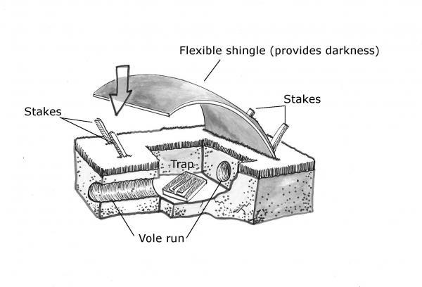 vole trap diagram