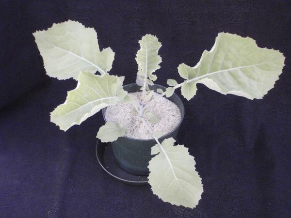 Thumbnail image for Sulfur (S) Deficiency of Carinata