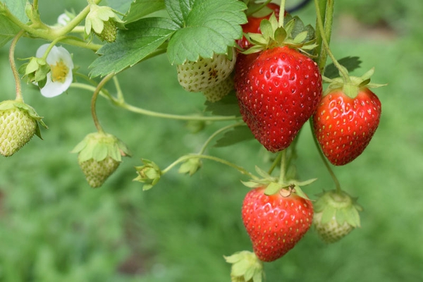 Thumbnail image for Easy Fruits to Grow at Childcare Center Gardens