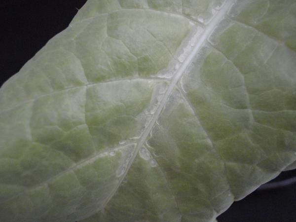 Thumbnail image for Potassium (K) Deficiency of Carinata
