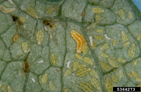 Thumbnail image for Aphid Predatory Midge