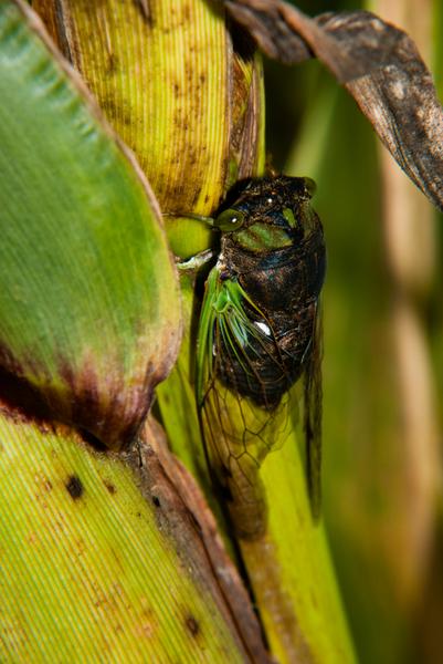 Thumbnail image for Annual and Periodical Cicada