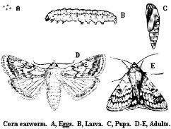 Thumbnail image for Corn Earworm in Soybean