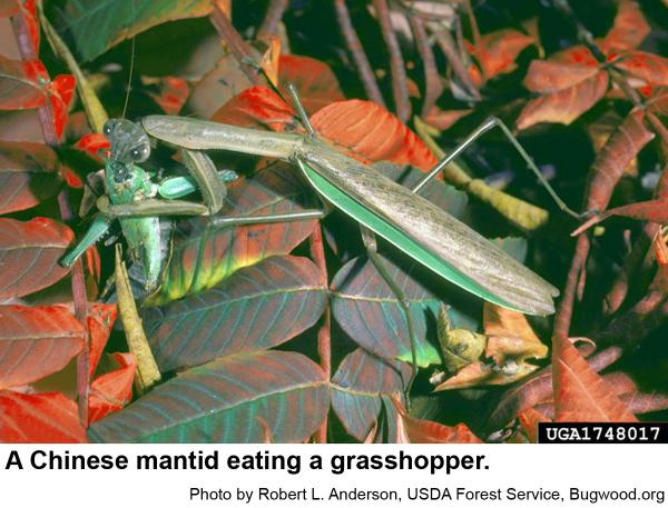 Thumbnail image for Chinese Praying Mantid