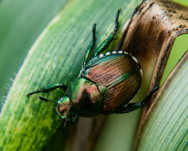 Thumbnail image for Japanese Beetle