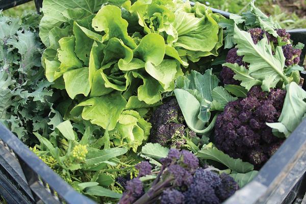 Verduras de temporada fría