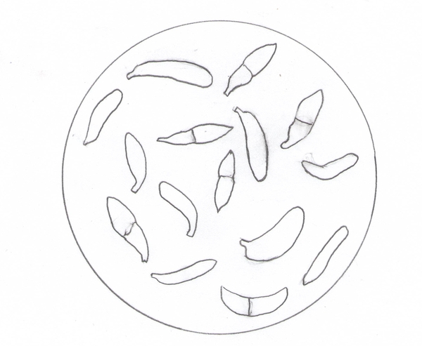 Exobasidium spore drawing