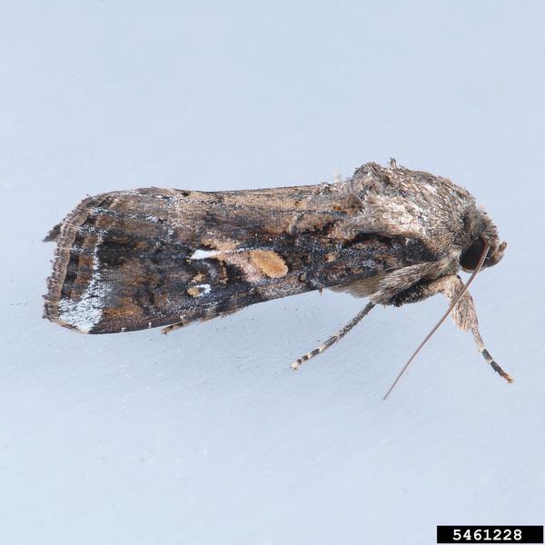 Fall armyworm adult