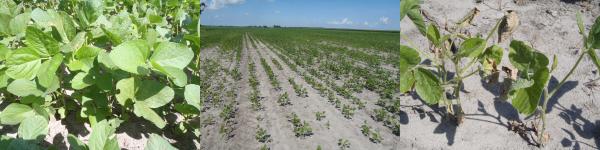 Thumbnail image for Effects of Sodium Salts on Soils in Coastal Agricultural Fields