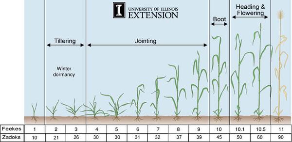 Thumbnail image for Adaptive Wheat Management: Increasing Wheat Yield by Adjusting for Weather Conditions
