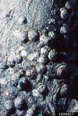 Thumbnail image for Common Insect Pests of Maple in North Carolina