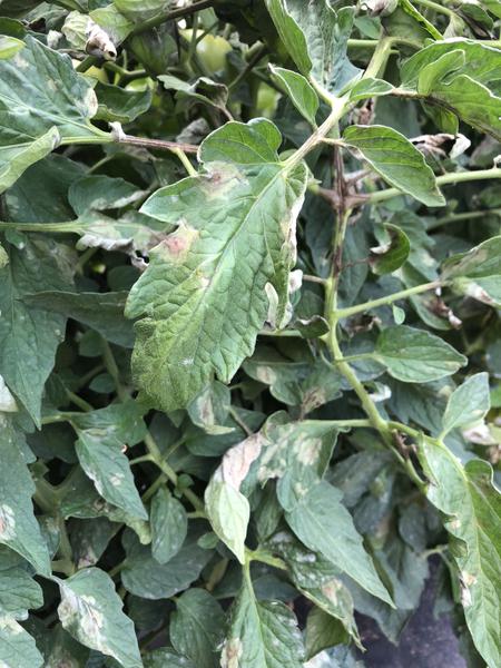 Late blight on tomato foliage