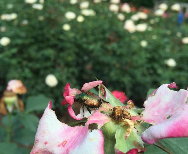 Thumbnail image for Japanese Beetles on Ornamental Landscape Plants
