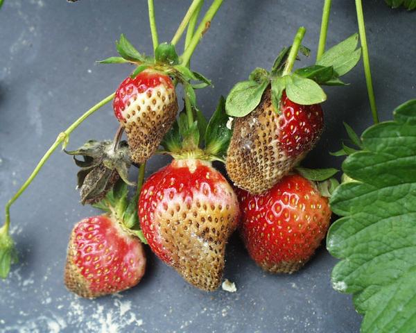 Thumbnail image for Leather Rot of Strawberry