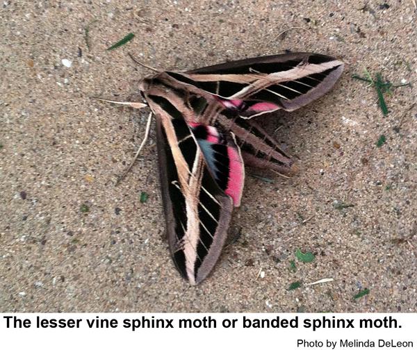 Thumbnail image for Banded Sphinx