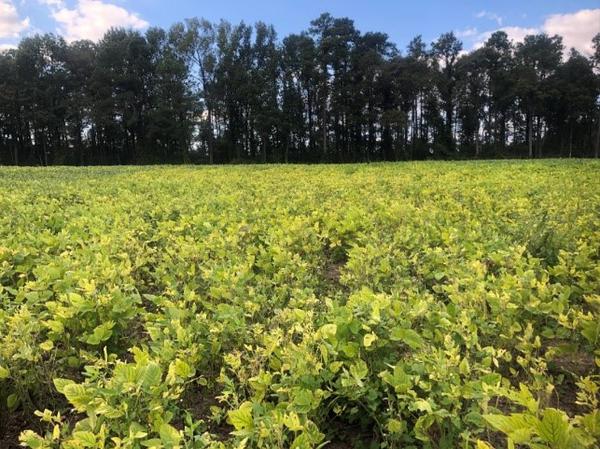 Thumbnail image for Mid-Season Soybean Manganese (Mn) Deficiency