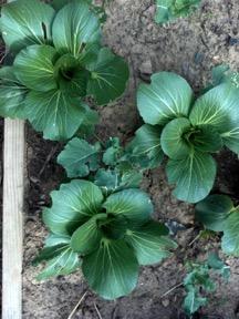 Vista aérea de plantas con espacio adecuado entre ellas.