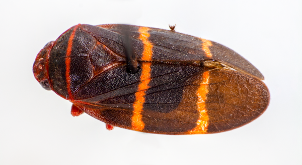 Thumbnail image for Twolined Spittlebugs in Turf