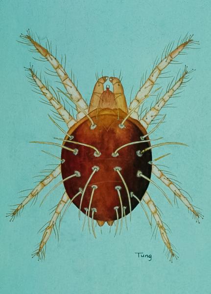 Thumbnail image for European Red Mite