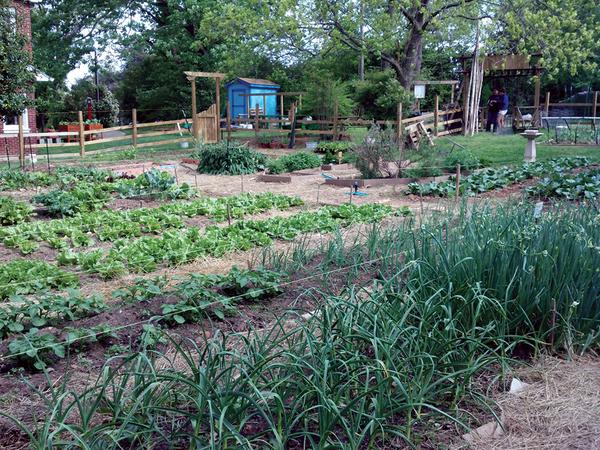 Un huerto con hileras de una variedad de verduras creciendo.