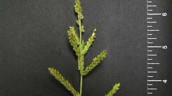 Thumbnail image for Barnyardgrass