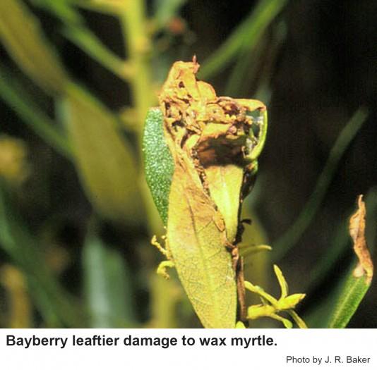 Thumbnail image for Bayberry Leaftier