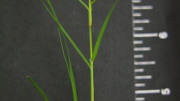 Thumbnail image for Buffalograss