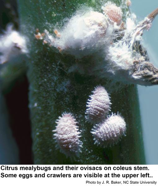 Thumbnail image for Mealybugs