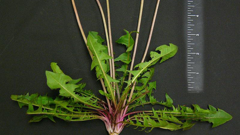 Common dandelion growth habit.