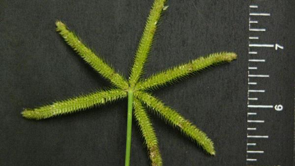 Thumbnail image for Crowfootgrass