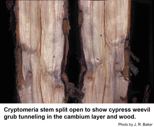 Cypress weevil grubs cause defects