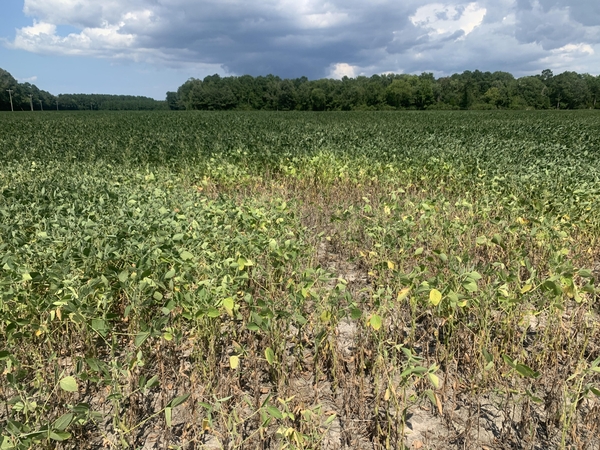 Thumbnail image for Soybean Stem Canker