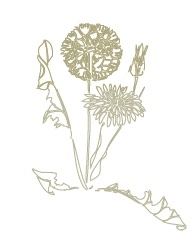 Thumbnail image for Weed Management in Okra