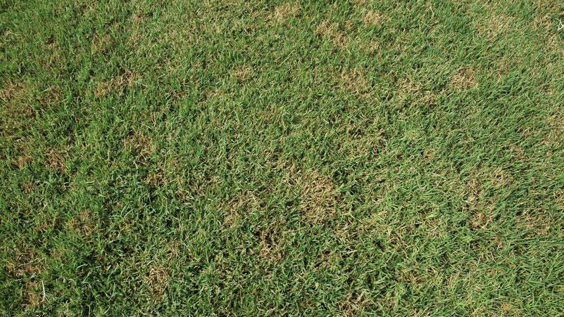 Thumbnail image for Dollar Spot in Turf