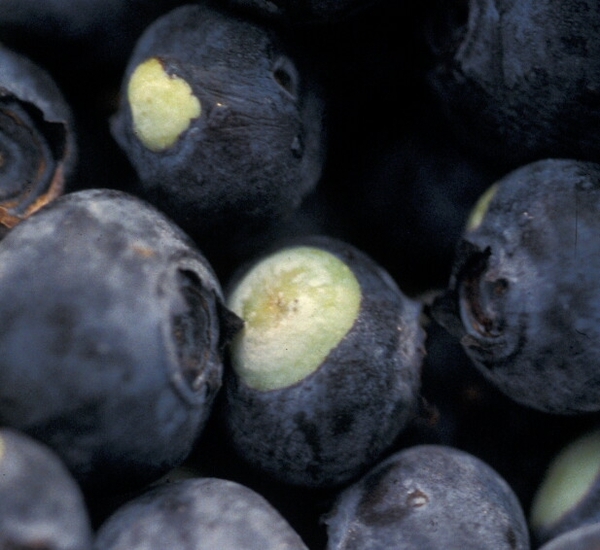 blueberries with visible light green circular area