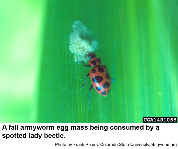 A lady beetle feeding on fall armyworm eggs
