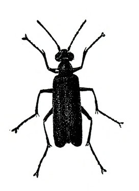 Thumbnail image for Pests of Potato