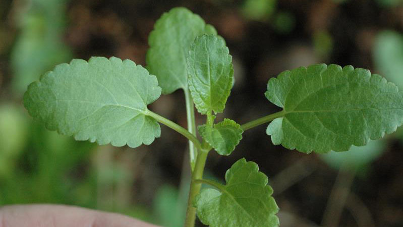 Florida betony leaf margin.