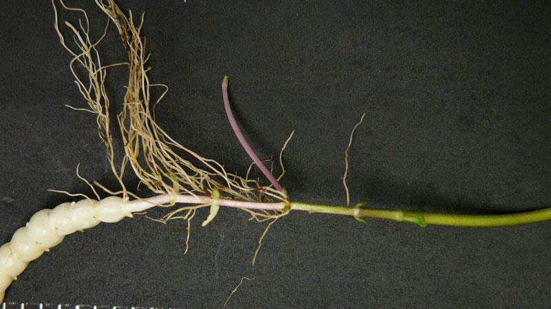Florida betony root type.