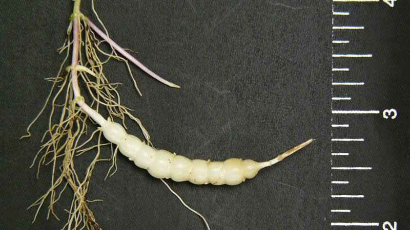 Florida betony root type.