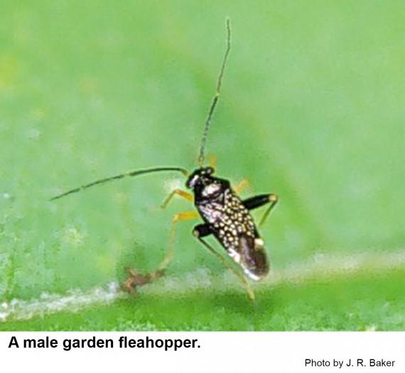Thumbnail image for Garden Fleahopper