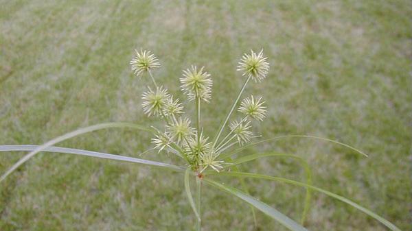 Thumbnail image for Globe Sedge