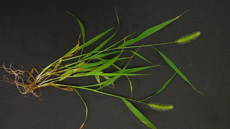Thumbnail image for Green Foxtail