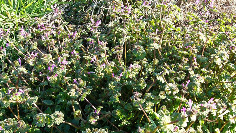 Thumbnail image for Henbit