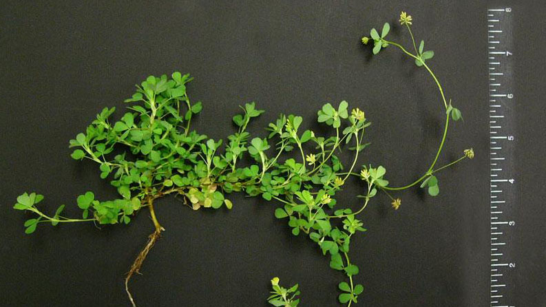 Thumbnail image for Hop Clover